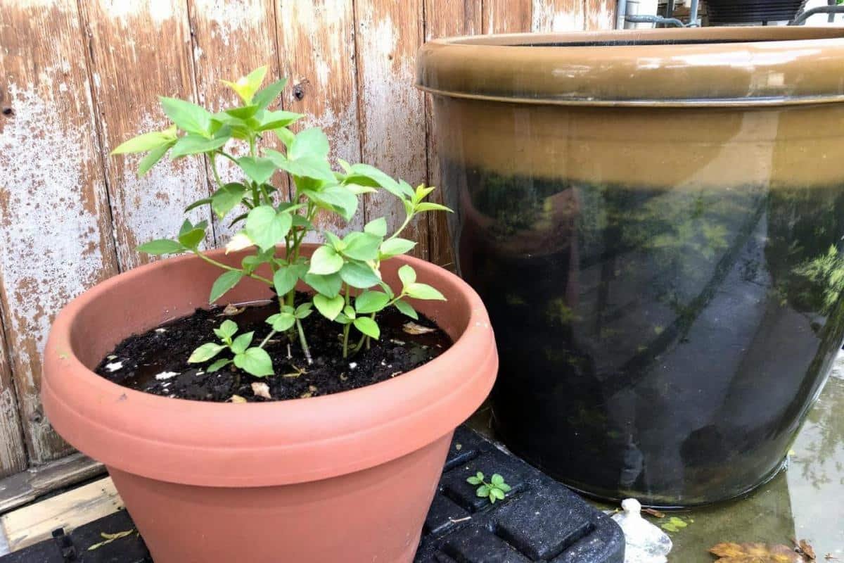 Pot fibre coco : guide complet pour choisir le meilleur contenant écologique pour vos plantes