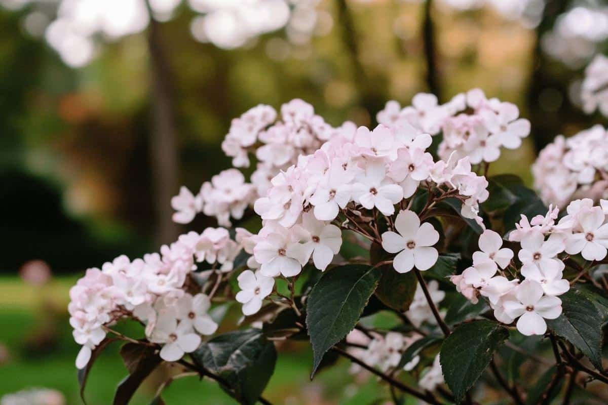 Arbustes persistants pour un jardin coloré en hiver : 12 variétés qui illuminent votre extérieur