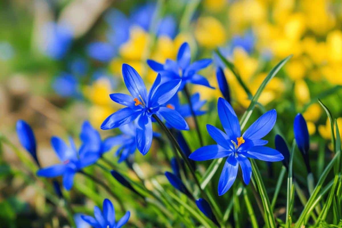 Quels bulbes planter en automne pour un jardin éclatant de fleurs au printemps