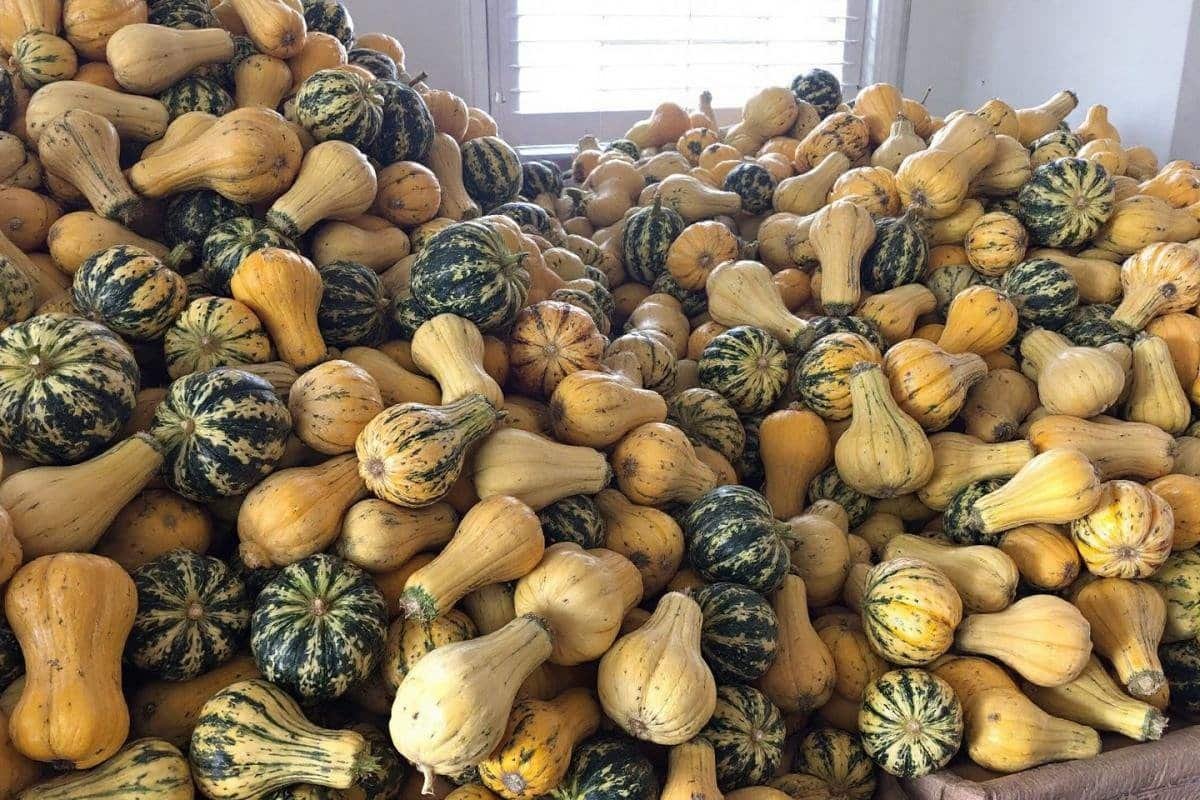 Culture des courges et citrouilles : récolte, conservation et décoration au jardin