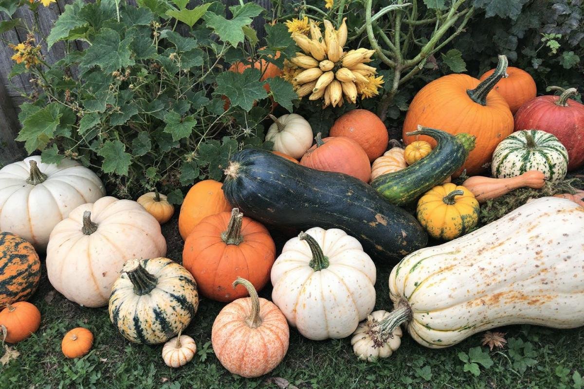 Culture des courges et citrouilles : récolte, conservation et décoration au jardin
