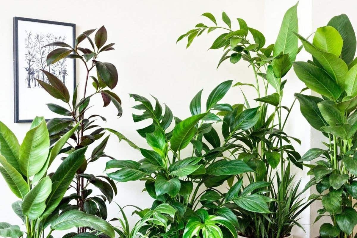 Couleurs d'automne : associer plantes d'intérieur et matières pour une déco cosy