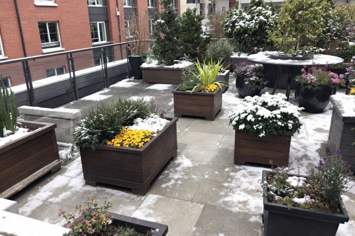 Plantes d'extérieur résistantes au froid : 3 idées pour jardinières d'automne