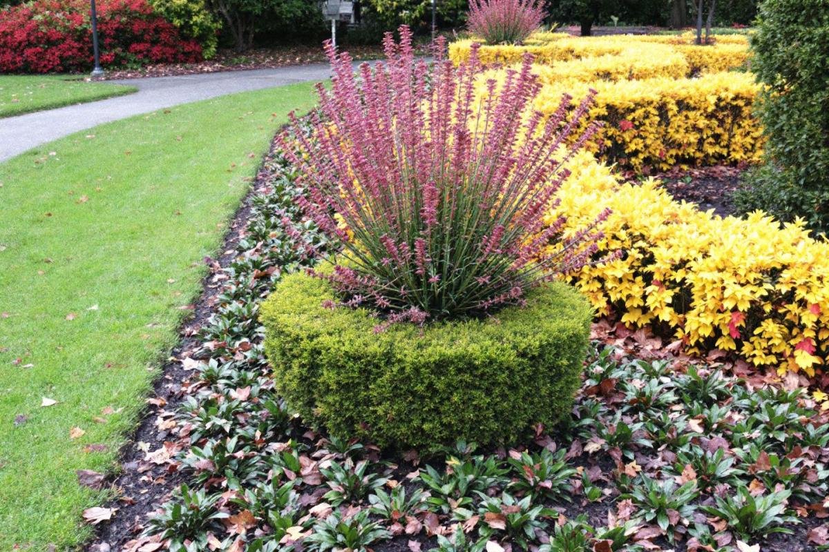 Topiaires et cônes : plantes décoratives d'automne sans entretien pour votre jardin