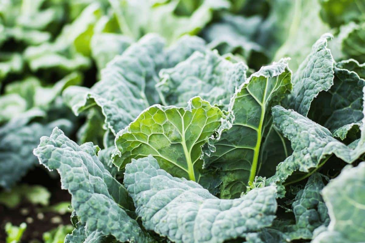Que planter dans son potager en automne : 15 légumes et aromates pour préparer l'hiver sereinement