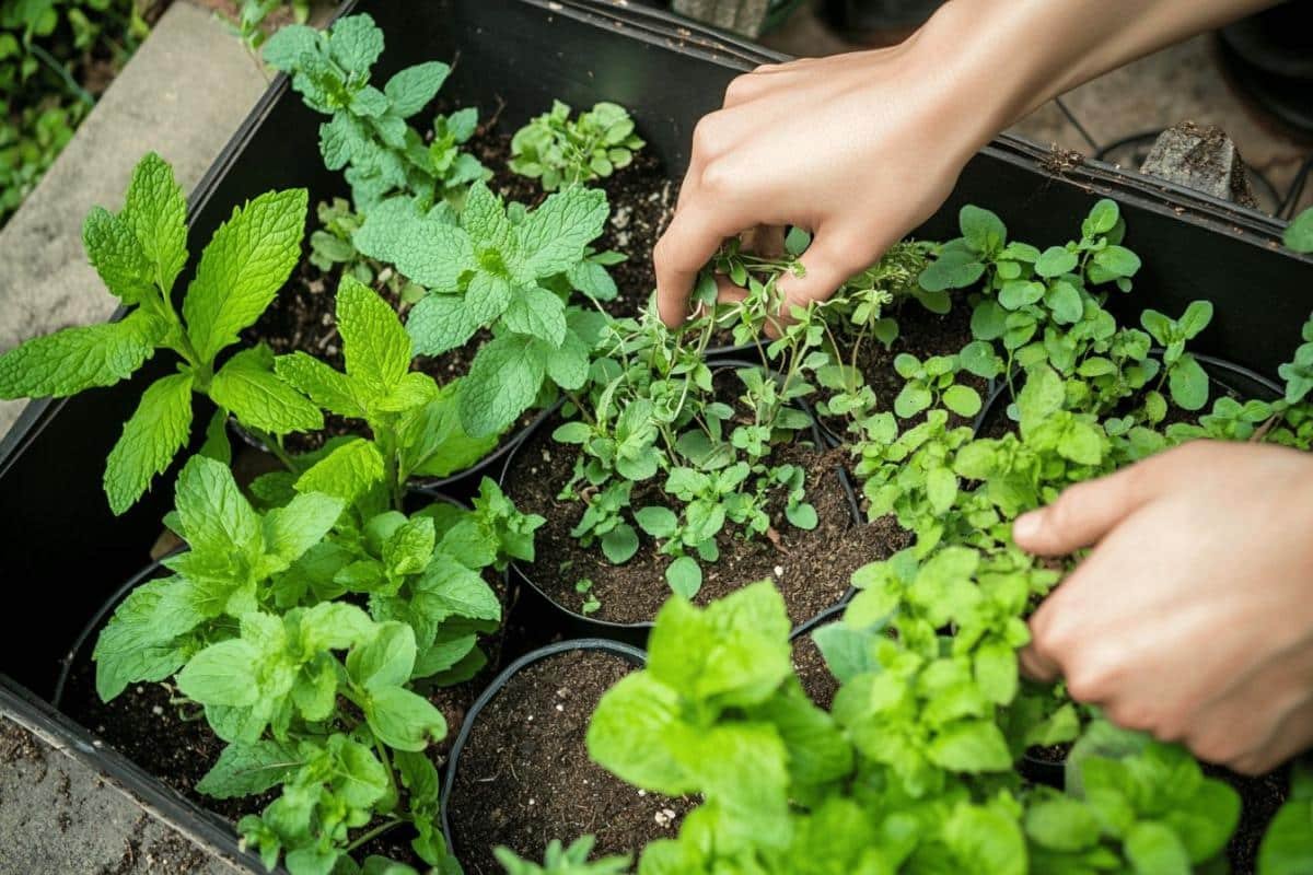 Permaculture automnale : guide des travaux essentiels et des zones à préserver dans votre jardin