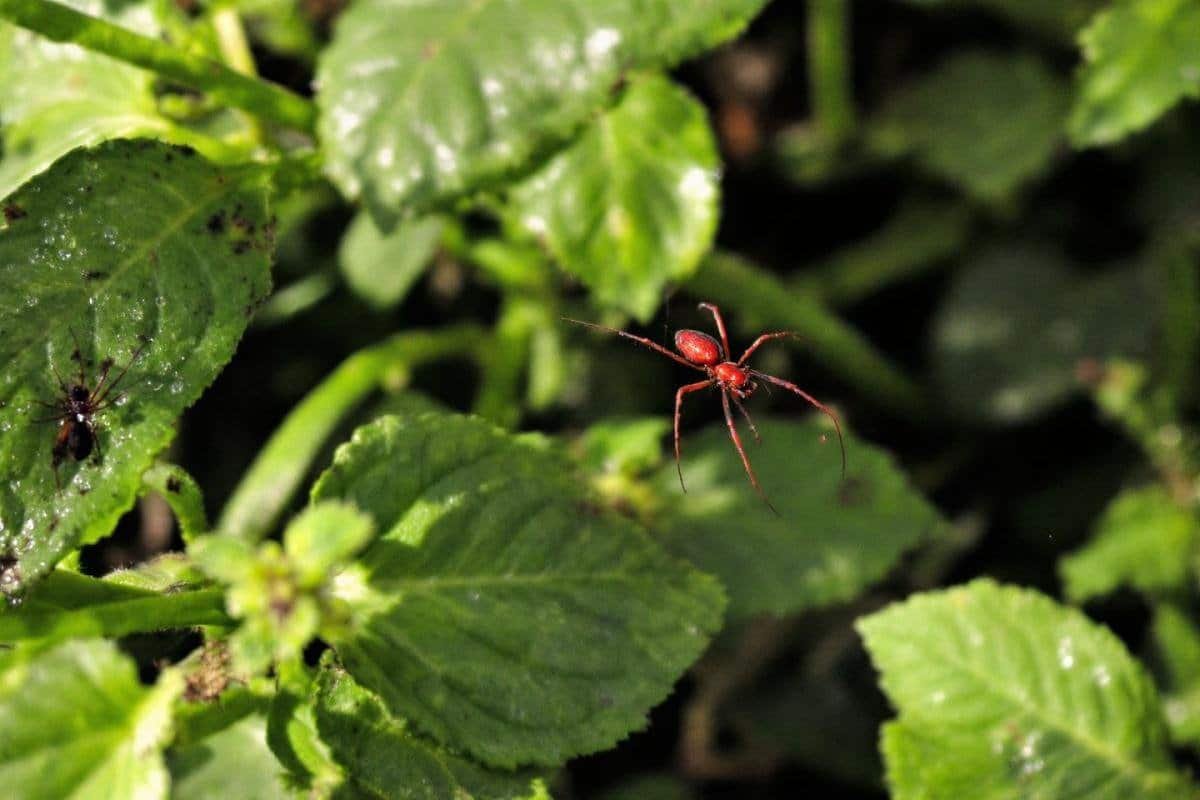 Chrysanthème en pot : comment réussir sa culture pour la Toussaint dehors