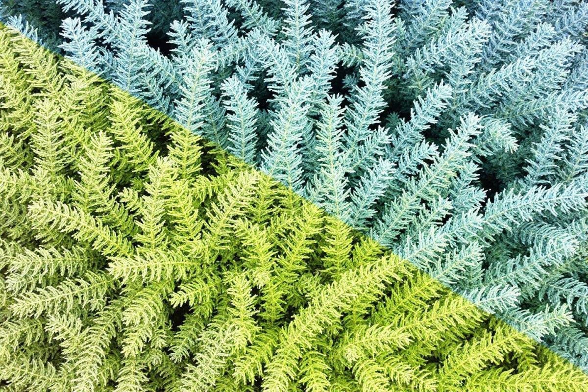 Haie brise-vue : arbustes persistants pour se cacher des voisins toute l'année